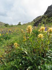 Castilleja miniata fulva