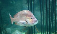 Chrysoblephus cristiceps