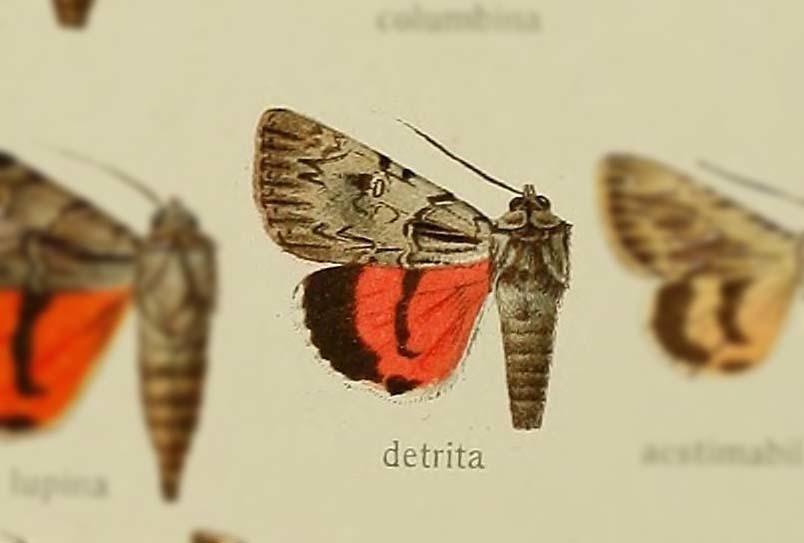 Catocala lupina