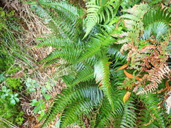 Polystichum falcinellum