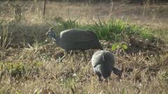 Numida meleagris mitratus