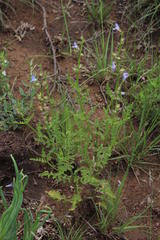 Salvia runcinata