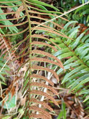 Polystichum falcinellum