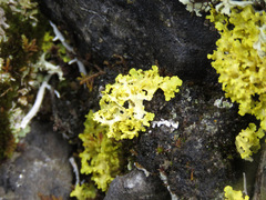 Vulpicida juniperinus