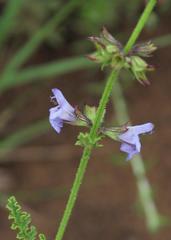 Salvia runcinata