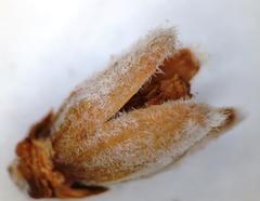 Heath Banksia (Erica banksia)
