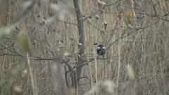 Melaniparus niger ravidus