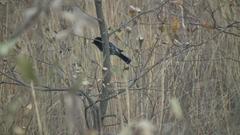 Melaniparus niger ravidus