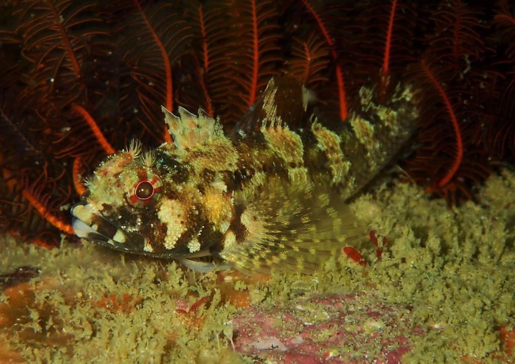 Cape Triplefin