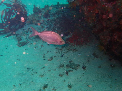 Jutjaw (Parascorpis typus) — Parascorpididae — 5