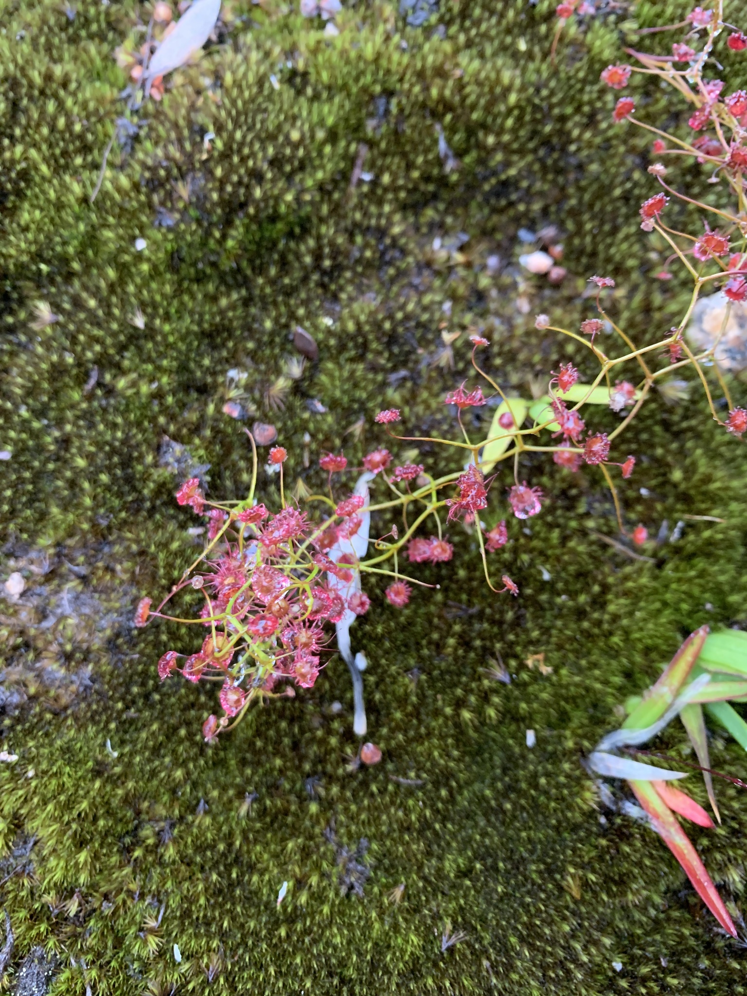 Drosera pallida Lindl.