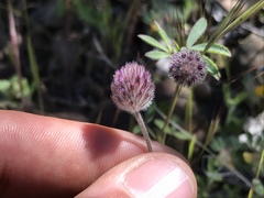 Trifolium albopurpureum