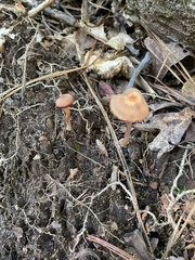 Cortinarius sanguineus