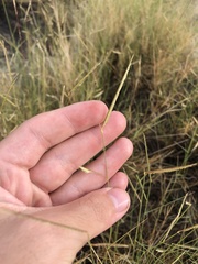 Bouteloua breviseta
