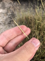 Bouteloua breviseta