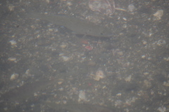 Actinopterygii