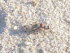 Otitinae