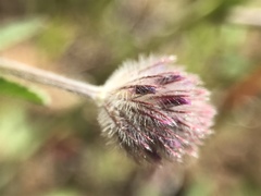 Trifolium albopurpureum