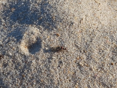 Otitinae