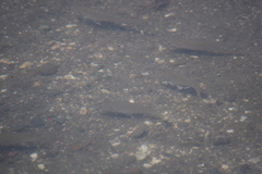 Actinopterygii