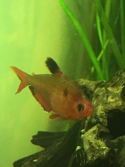 Hyphessobrycon eques