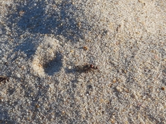 Otitinae
