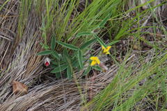 Argyrolobium pauciflorum