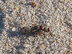 Otitinae