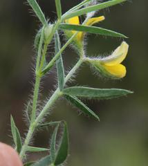 Argyrolobium pauciflorum