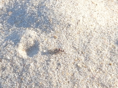Otitinae