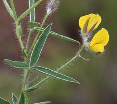 Argyrolobium pauciflorum