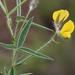 Argyrolobium pauciflorum - Photo (c) Tony Rebelo, algunos derechos reservados (CC BY-SA), subido por Tony Rebelo