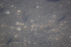 Actinopterygii