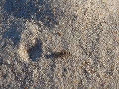 Otitinae