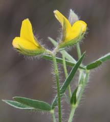 Argyrolobium pauciflorum