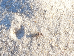 Otitinae