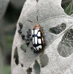 Disonycha scriptipennis