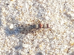 Otitinae