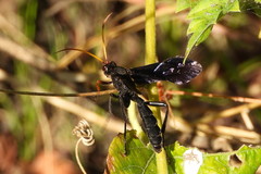 Gnamptopelta