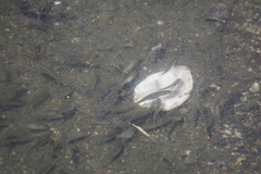 Actinopterygii