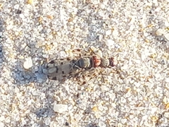 Otitinae