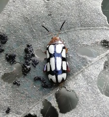 Disonycha scriptipennis