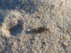 Otitinae