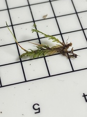 Fissidens osmundioides