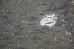 Actinopterygii