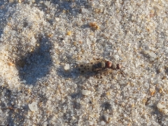 Otitinae