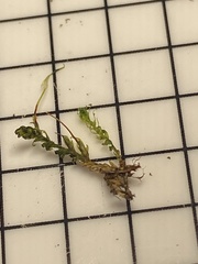 Fissidens osmundioides
