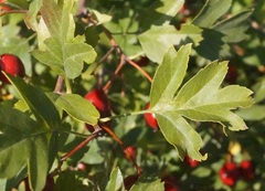 Crataegus stevenii