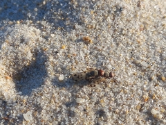 Otitinae