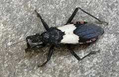 Microtomus luctuosus